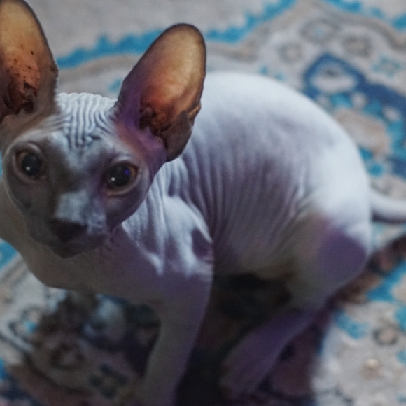 Meet your Posher, Nevyn - Picture 3 of 6